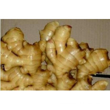 Fresh Ginger Lowest Price From Shandong Boren